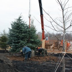 Хвойные деревья голубой ели аккуратно ставятся в яму для посадка